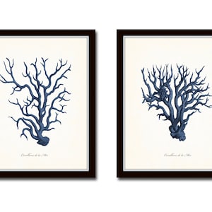 Vintage Coral Prints, Blue Sea Coral Print Set No. 5, Giclee, Antique Sea Coral Art, Beach House  Decor, Coastal Art, Tropical Home Decor