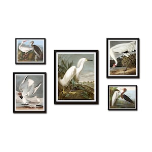 Vintage Audubon Birds Gallery Wall Set No. 3, Coastal Art, Sea Bird Prints, Audubon Bird Prints, Vintage Bird Art, Giclee, Bird Art