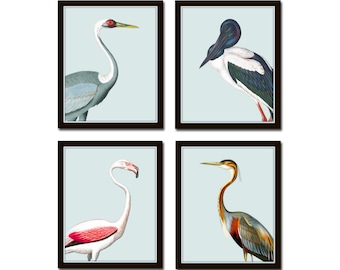 Tropical Sea Bird Portraits No. 3, Bird Prints, Giclee, Art Print, Coastal Art, Wall Art, Coastal Decor, Beach House Art, Flamingo Print
