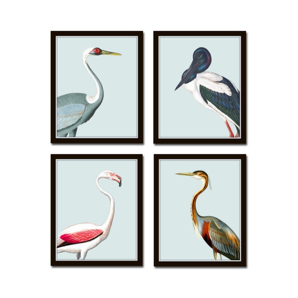 Tropical Sea Bird Portraits No. 3, Bird Prints, Giclee, Art Print, Coastal Art, Wall Art, Coastal Decor, Beach House Art, Flamingo Print