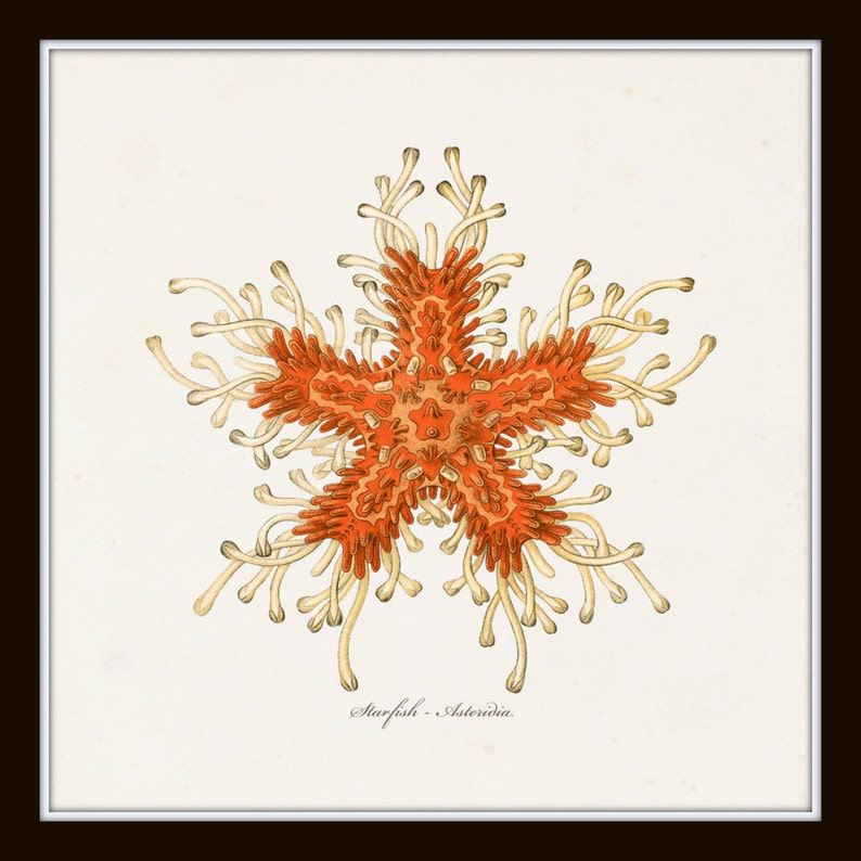 May include: A detailed illustration of a starfish with orange and white arms. The starfish is surrounded by a white background and the text "Starfish - Asteriida" is written below the starfish.