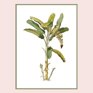 May include: A watercolor illustration of a banana plant with green leaves and a brown stem. The plant is in bloom with a yellow flower and a purple fruit.