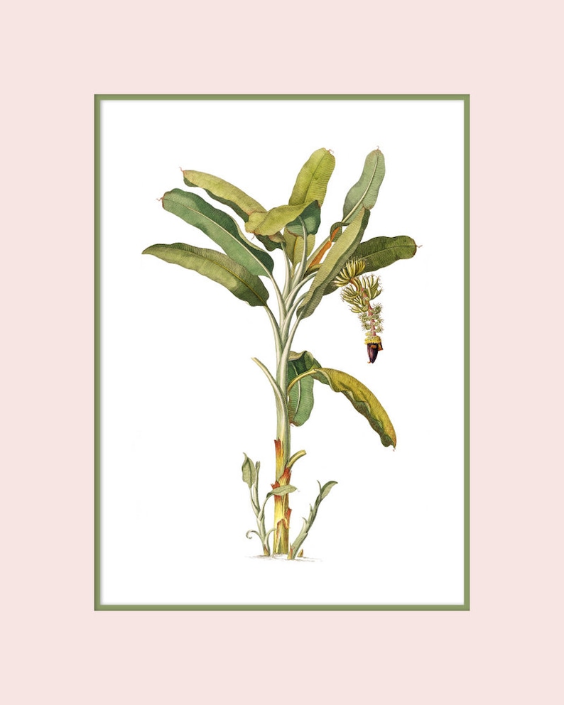 May include: A watercolor illustration of a banana plant with green leaves and a brown stem. The plant is in bloom with a yellow flower and a purple fruit.