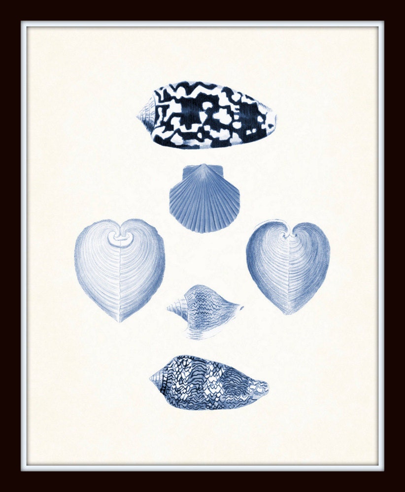 Blue Seashell Print Set No. 1, Antique Shell Prints, Print Set, Giclee ...