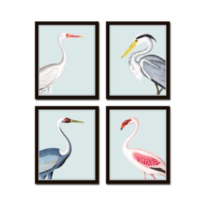 Tropical Sea Bird Portraits No. 1, Bird Prints, Giclee, Art Print, Coastal Art, Wall Art, Coastal Decor, Beach House Art, Flamingo Print