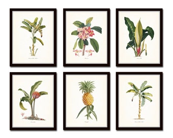 Conjunto de impresiones botánicas n.° 13, impresiones botánicas tropicales, giclée, piña, palmera, arte, arte de casa de playa, arte costero, impresión botánica