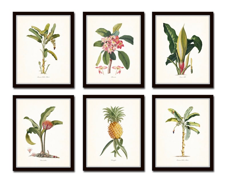 Op de afbeelding: Set van zes botanische prints met tropische planten, waaronder een ananas, bananenplanten en een bloem met roze bloesems. De prints zijn in zwart ingelijst en hebben een witte achtergrond.