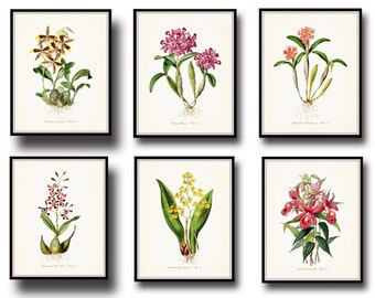 Tropical Orchids Botanical Print Set No. 6, Giclee, Art Print, Illustration, Vintage Botanical, Coastal Art, Flower Prints, Posters, Orchids