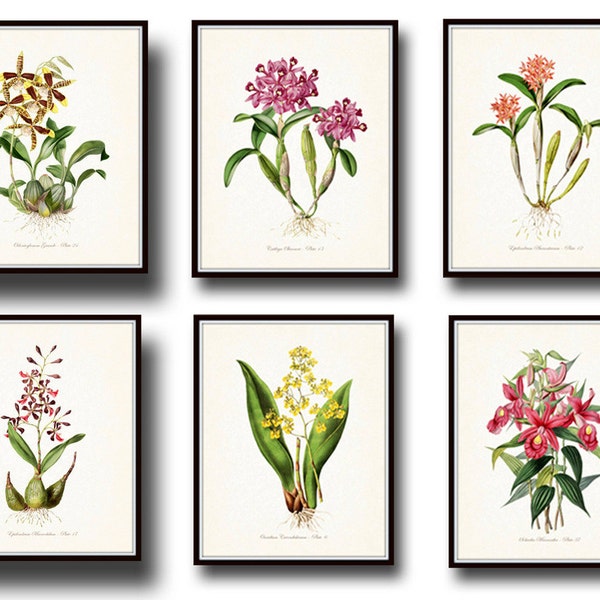 Tropical Orchids Botanical Print Set No. 6, Giclee, Art Print, Illustration, Vintage Botanical, Coastal Art, Flower Prints, Posters, Orchids