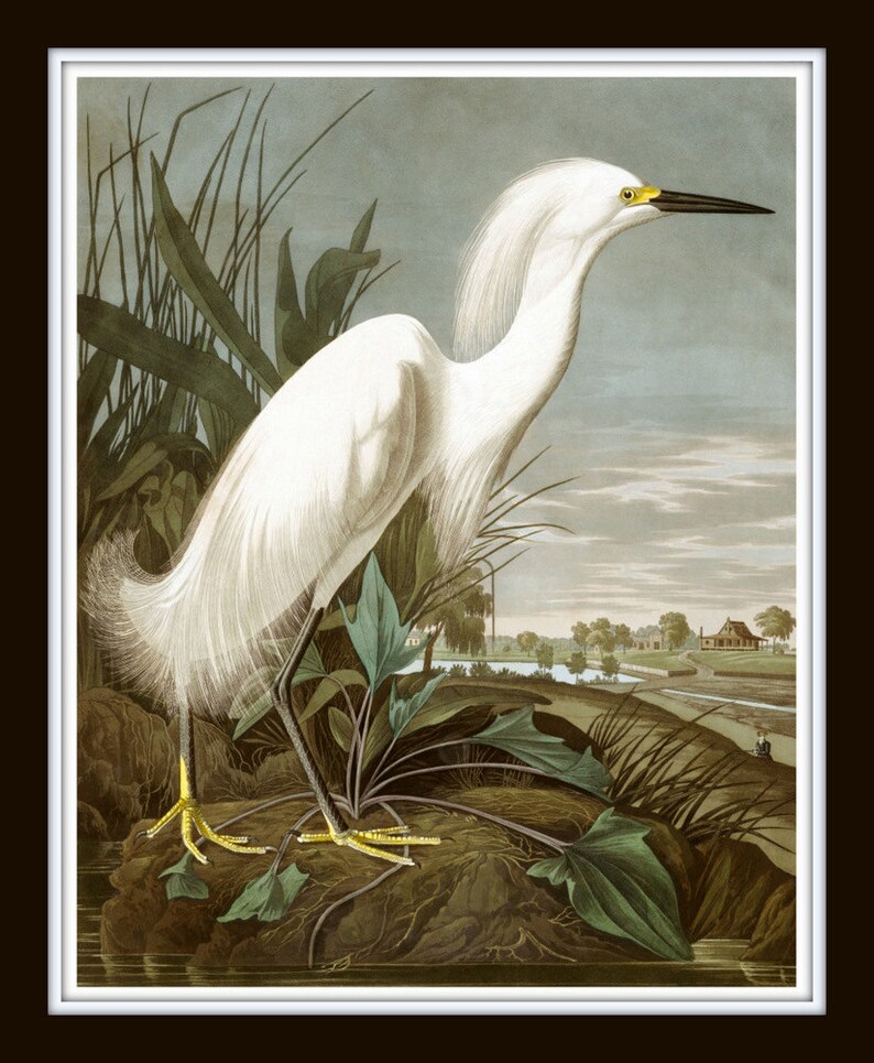 Vintage Audubon Sea Birds Print Set No. 5, Giclee, Bird Prints, Prints and Posters, Art Print, Coastal Art, Audubon Bird Prints, Collage image 5
