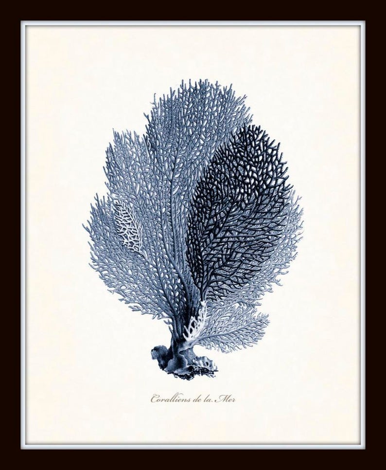 Op de afbeelding: Een vintage illustratie van een blauwe koraal, met de tekst "Corallions de la Mer" onderaan.