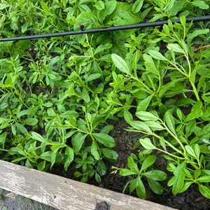 May include: A patch of vibrant green plants with elongated, oval-shaped leaves growing in dark soil. A thin black irrigation line with small red emitters runs horizontally across the top of the foliage, positioned above a wooden garden border.
