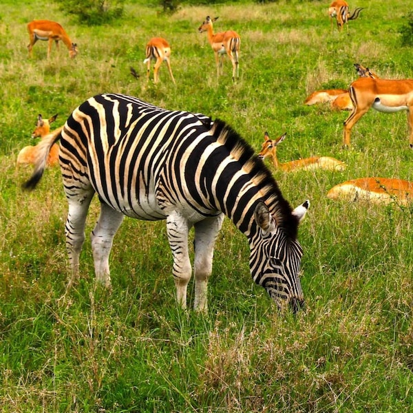Zebra Wall Art | African Wildlife Photo Print | Safari Animal Decor | South Africa Nature Photography