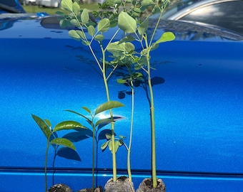 Puede incluir: Cuatro pequeños brotes verdes con tallos delgados y hojas delicadas, cada uno enraizado en un cepellón de tierra cilíndrico, compacto y oscuro. Las plantas están dispuestas en fila, mostrando alturas y patrones de hojas variados.