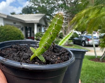 Puede incluir: Un pequeño cactus verde con espinas blancas finas que crece en una maceta de plástico negro llena de tierra oscura. El cactus tiene una estructura de tallo alargado y segmentado, sostenido en una mano, con una segunda maceta vacía detrás.