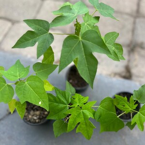 Puede incluir: Tres plantas j&oacute;venes de papaya con hojas verdes lobuladas que crecen en peque&ntilde;as macetas de pl&aacute;stico negro. Cada planta presenta un tallo central con m&uacute;ltiples hojas extendidas, mostrando patrones de venas claros y un aspecto fresco.