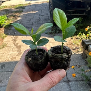 May include: Two small citrus seedlings with vibrant green leaves are held in a hand. The seedlings are in small, dark brown biodegradable pots, ready for planting. The background shows a paved surface and parked vehicles.