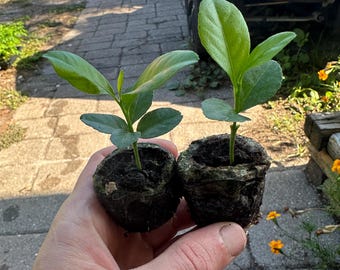 Organic Meyer Lemon Tree Seedling 2-3 Inches | Live Citrus Plant | Fast-Growing Fruit Tree I Indoor/Outdoor Container Lemon Tree