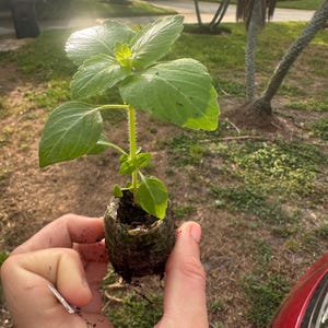 Peut inclure: Une petite plante verte avec de grandes feuilles textur&eacute;es est tenue dans une main. La plante est dans un cylindre de terre brun fonc&eacute;. L'arri&egrave;re-plan montre une zone herbeuse et une voiture rouge.