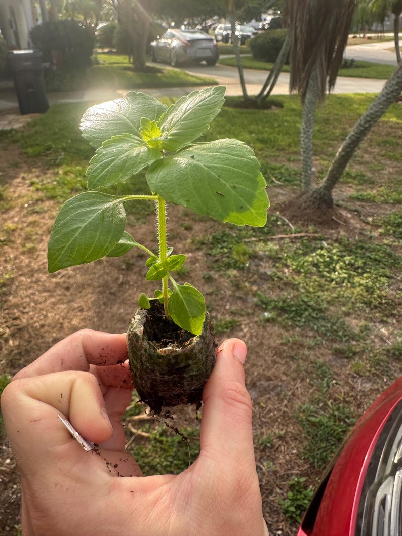 Peut inclure: Une petite plante verte avec de grandes feuilles textur&eacute;es est tenue dans une main. La plante est dans un cylindre de terre brun fonc&eacute;. L'arri&egrave;re-plan montre une zone herbeuse et une voiture rouge.