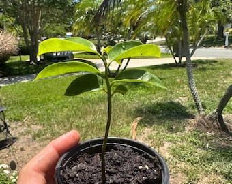 Puede incluir: Un pequeño plantón verde con varias hojas lisas y puntiagudas que crece en una mezcla de tierra oscura y húmeda contenida en una sencilla maceta de plástico negro. La planta presenta un tallo fino y erguido con follaje brillante.