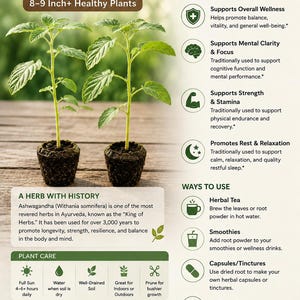 May include: An informational graphic about Ashwagandha live plants, featuring two small plants in pots. The text highlights the plant's benefits, including stress support and mental clarity. The plants are 8-9 inches tall. The graphic also details plant care and ways to use Ashwagandha.