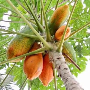 Puede incluir: Un tronco de papayo con m&uacute;ltiples frutos colgantes en varias etapas de madurez, que van del verde al amarillo anaranjado. El &aacute;rbol presenta grandes hojas verdes lobuladas que se extienden sobre tallos largos y delgados desde el tallo central.