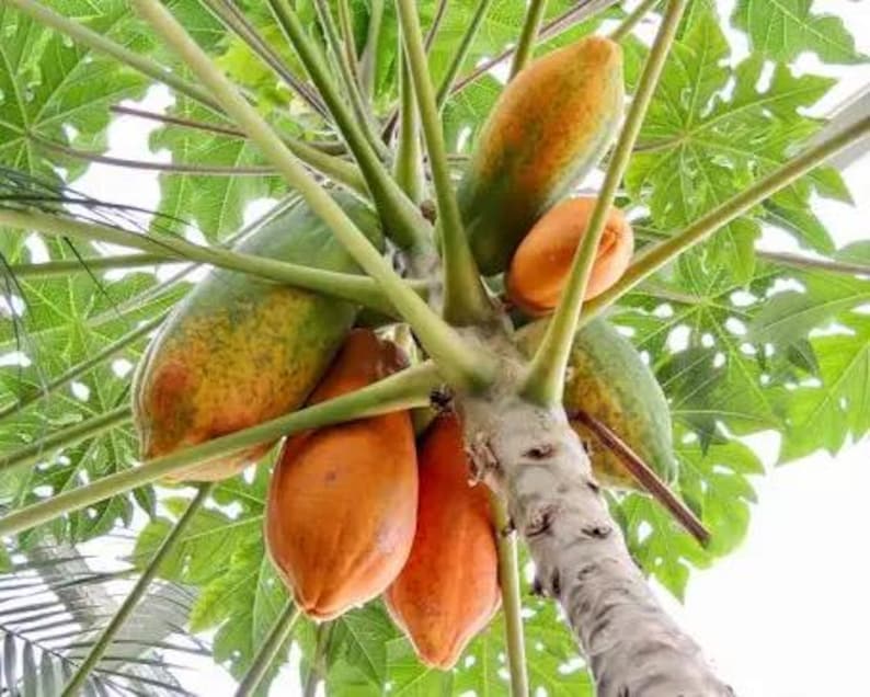 Puede incluir: Un tronco de papayo con m&uacute;ltiples frutos colgantes en varias etapas de madurez, que van del verde al amarillo anaranjado. El &aacute;rbol presenta grandes hojas verdes lobuladas que se extienden sobre tallos largos y delgados desde el tallo central.