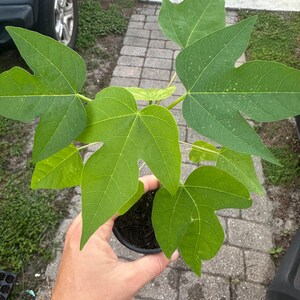 Puede incluir: Una planta de papaya joven en una peque&ntilde;a maceta de pl&aacute;stico negro con tierra oscura. La planta presenta varias hojas de color verde vibrante, profundamente lobuladas, con puntas distintas y venas prominentes que irradian desde el tallo.