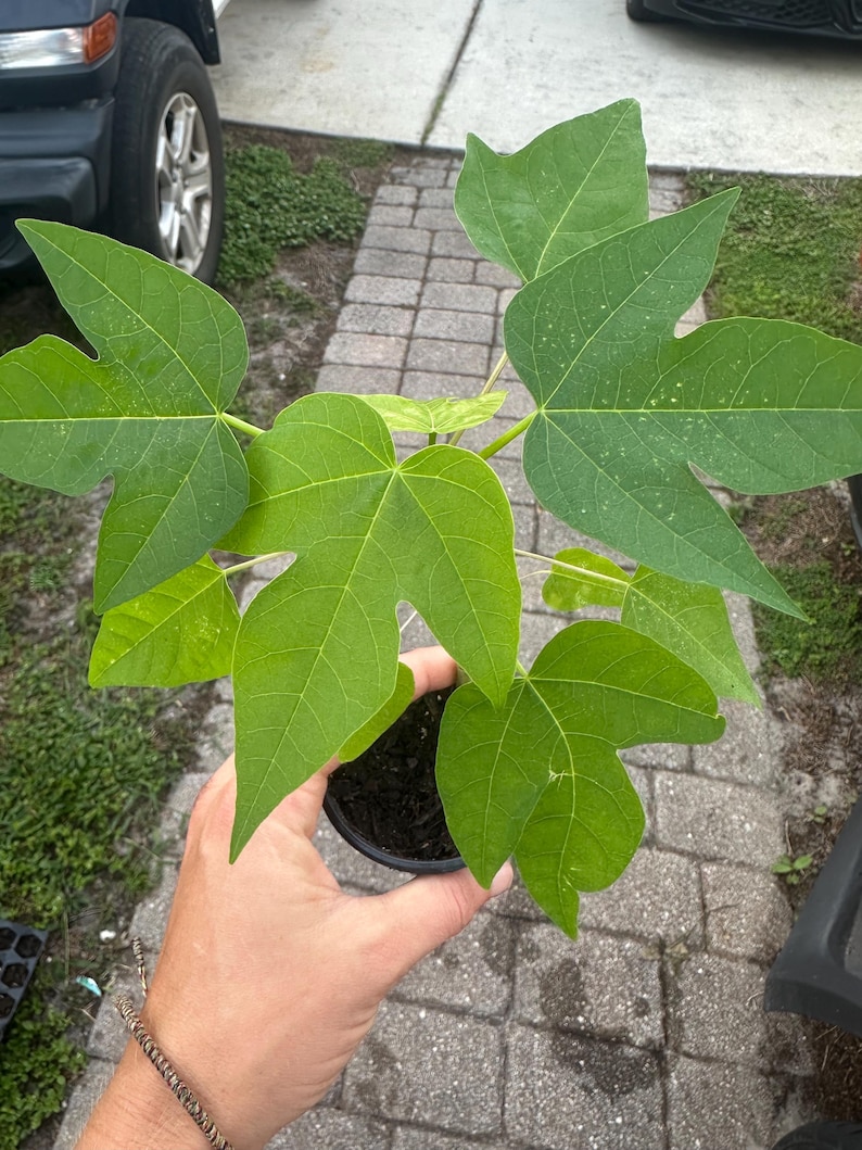 Puede incluir: Una planta de papaya joven en una peque&ntilde;a maceta de pl&aacute;stico negro con tierra oscura. La planta presenta varias hojas de color verde vibrante, profundamente lobuladas, con puntas distintas y venas prominentes que irradian desde el tallo.
