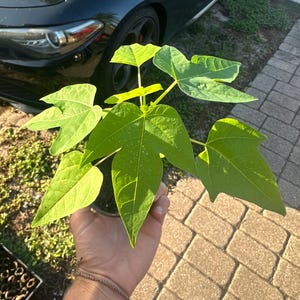 Plántula de papaya de 5 a 9 pulgadas + Planta viva Árbol frutal tropical Carica Papaya Planta comestible de rápido crecimiento Planta tropical rara Maceta de 3 pulgadas imagen 5
