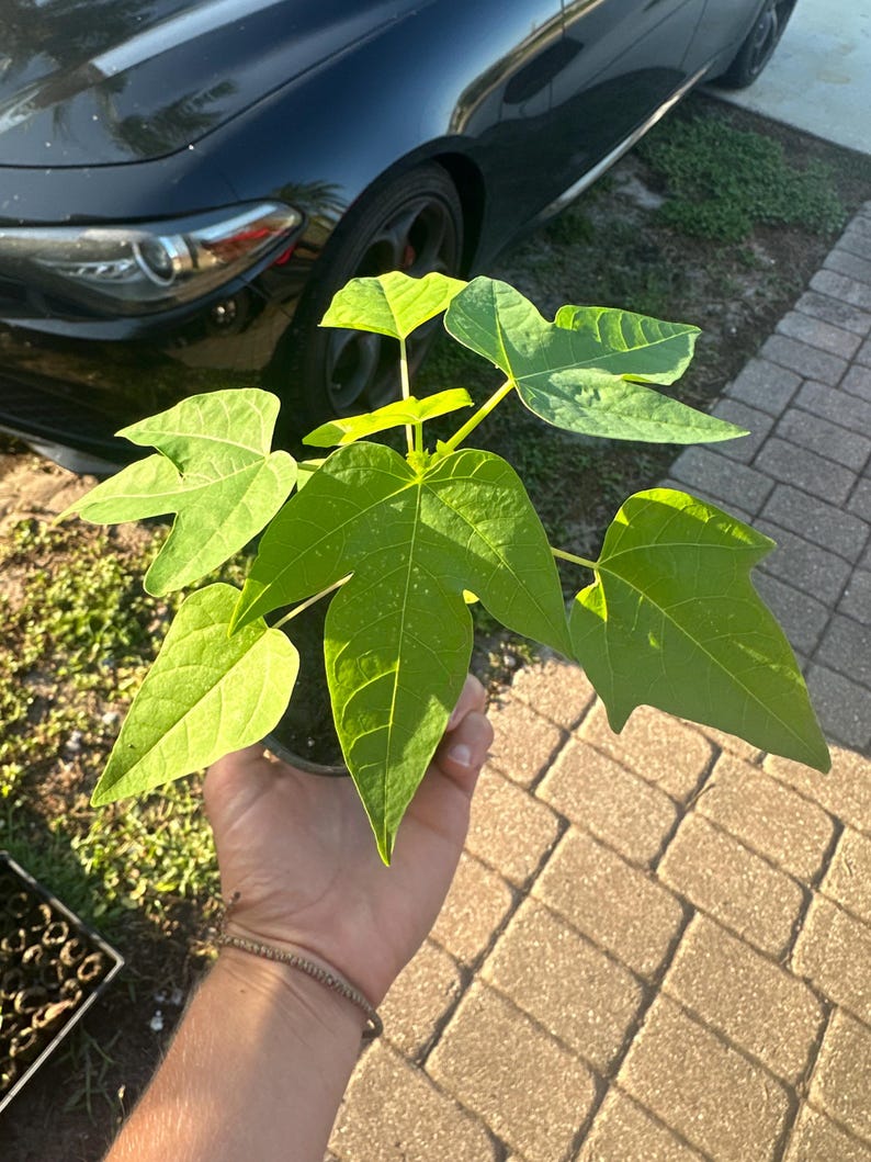 Plántula de papaya de 5 a 9 pulgadas + Planta viva Árbol frutal tropical Carica Papaya Planta comestible de rápido crecimiento Planta tropical rara Maceta de 3 pulgadas imagen 5