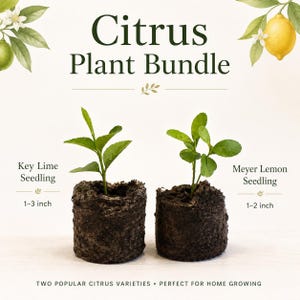 May include: A Citrus Plant Bundle featuring a Key Lime seedling and a Meyer Lemon seedling in soil plugs. The text reads Citrus Plant Bundle, Key Lime Seedling 1-3 inch, Meyer Lemon Seedling 1-2 inch, and Two Popular Citrus Varieties Perfect for Home Growing.