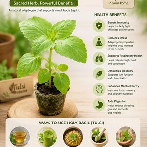 Peut inclure: Image d'un plant de Basilic Sacr&eacute; (Tulsi) avec des feuilles vertes dans un petit pot. Le texte de l'image d&eacute;taille les bienfaits pour la sant&eacute; et les utilisations, comme le th&eacute; aux herbes et les applications topiques. L'image indique &eacute;galement qu'il s'agit d'une plante vivante.