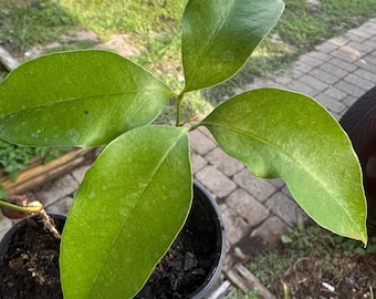 Puede incluir: Una planta cítrica joven con tres hojas prominentes, brillantes y de color verde oscuro que crecen en una pequeña maceta de vivero de plástico negro llena de tierra oscura. Las hojas son ovaladas con bordes lisos y venas centrales visibles.