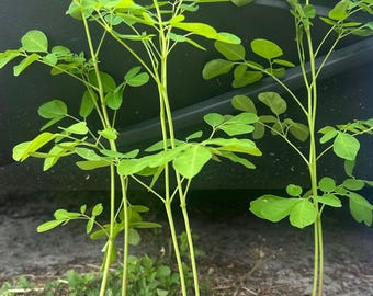 Organic Moringa Tree Live Plant | Moringa Oleifera Starter | Grow Your Own Superfood | Edible Medicinal Plant | Fast Growing Tree