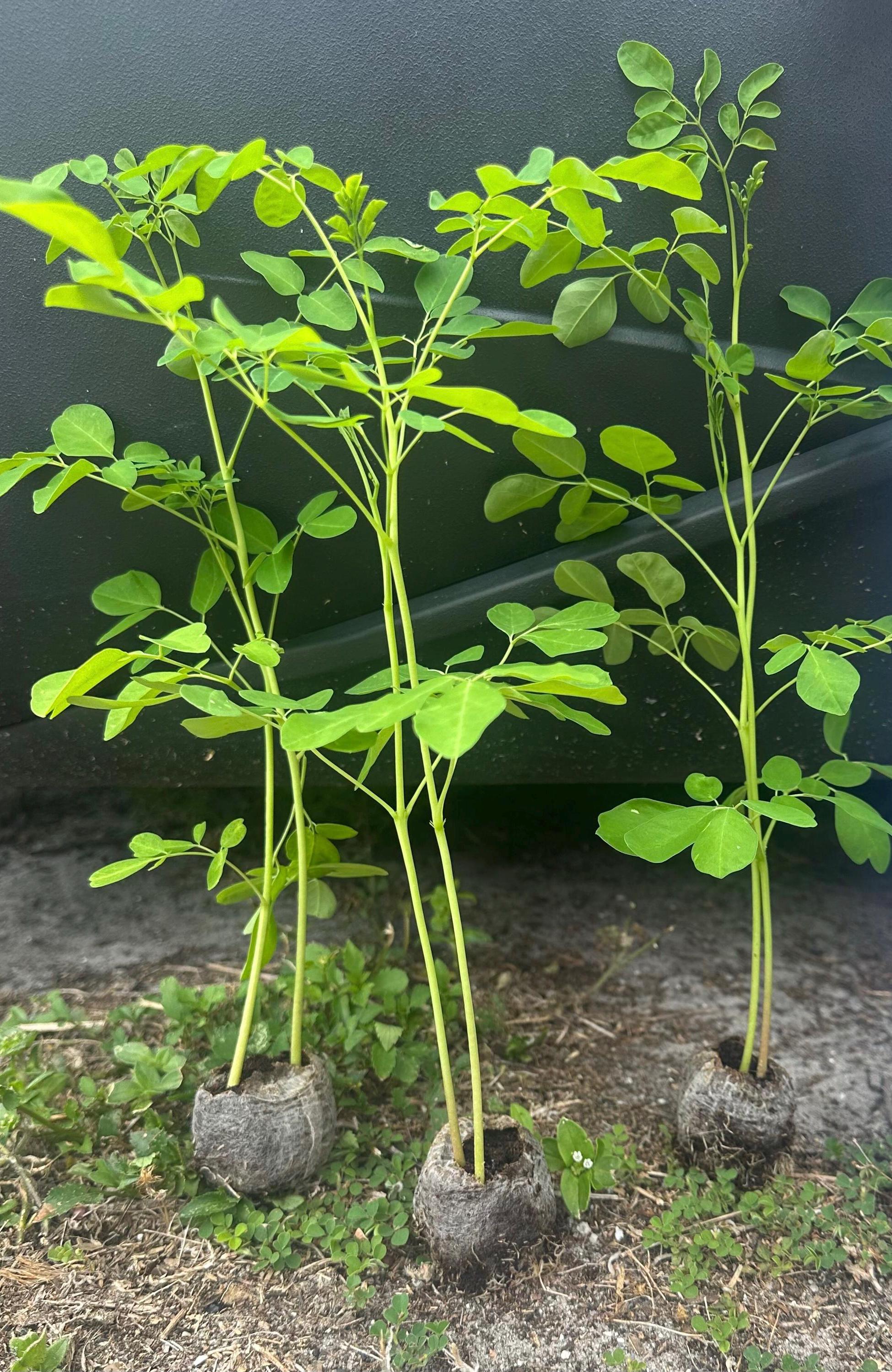 Moringa Seeds for Planting Free Shipping - Etsy