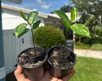 Puede incluir: Dos pequeños brotes verdes con hojas brillantes plantados en macetas de plástico negro individuales llenas de tierra oscura. Cada planta presenta un tallo fino y erguido que sostiene un grupo de follaje verde vibrante y saludable.