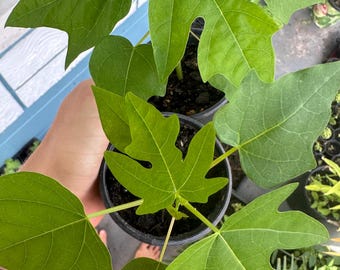 Puede incluir: Una planta de papaya joven con hojas de color verde vibrante y profundamente lobuladas que crece en una pequeña maceta de plástico negro. La planta presenta múltiples tallos que se extienden desde la base central, con venas foliares visibles.