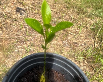 Puede incluir: Un pequeño plantón de cítrico verde con tres hojas brillantes y puntiagudas que crecen de un tallo fino. La planta está enraizada en tierra oscura y húmeda dentro de una maceta de plástico negra, con una pequeña semilla amarilla en la base.