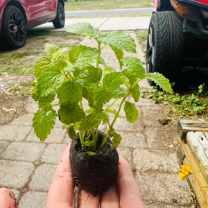Peut inclure: Une petite plante verte aux feuilles textur&eacute;es est tenue dans la main d'une personne. La plante est dans un contenant brun fonc&eacute; rempli de terre. L'arri&egrave;re-plan comprend une voiture rouge et une all&eacute;e pav&eacute;e.