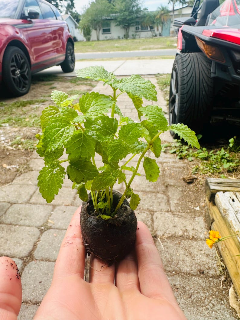 Peut inclure: Une petite plante verte aux feuilles textur&eacute;es est tenue dans la main d'une personne. La plante est dans un contenant brun fonc&eacute; rempli de terre. L'arri&egrave;re-plan comprend une voiture rouge et une all&eacute;e pav&eacute;e.