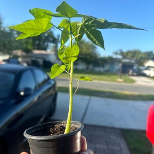 Plántula de papaya de 5 a 9 pulgadas + Planta viva Árbol frutal tropical Carica Papaya Planta comestible de rápido crecimiento Planta tropical rara Maceta de 3 pulgadas imagen 8