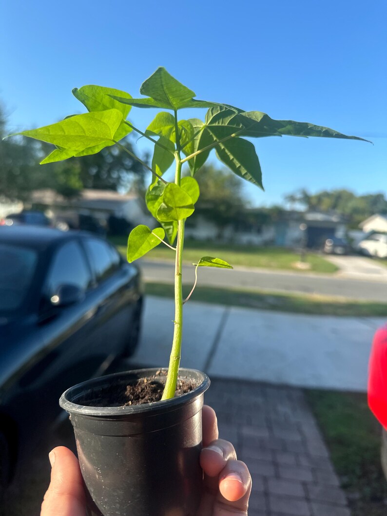 Plántula de papaya de 5 a 9 pulgadas + Planta viva Árbol frutal tropical Carica Papaya Planta comestible de rápido crecimiento Planta tropical rara Maceta de 3 pulgadas imagen 8