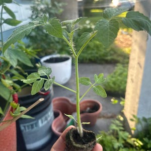 May include: A young tomato plant with vibrant green leaves and a sturdy stem. The plant is held in a small, dark brown soil pod, ready for transplanting. The background shows other potted plants and a glimpse of a garden setting.