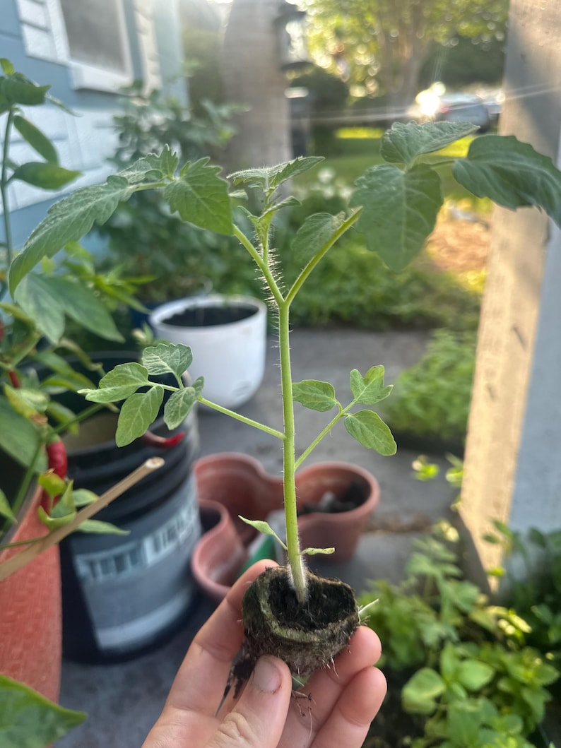 May include: A young tomato plant with vibrant green leaves and a sturdy stem. The plant is held in a small, dark brown soil pod, ready for transplanting. The background shows other potted plants and a glimpse of a garden setting.