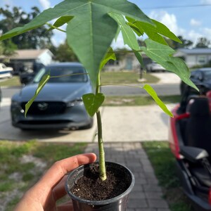 Puede incluir: Una planta de papaya joven con hojas verdes lobuladas que crecen desde un tallo central. La planta est&aacute; en una maceta peque&ntilde;a de pl&aacute;stico negro llena de tierra oscura y h&uacute;meda, mostrando una vista clara del follaje y el tallo principal.