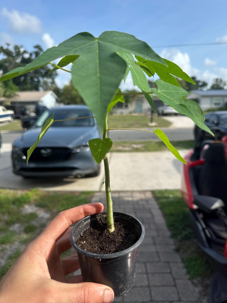 Puede incluir: Una planta de papaya joven con hojas verdes lobuladas que crecen desde un tallo central. La planta est&aacute; en una maceta peque&ntilde;a de pl&aacute;stico negro llena de tierra oscura y h&uacute;meda, mostrando una vista clara del follaje y el tallo principal.
