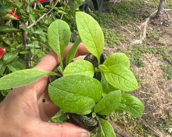Plante de consoude vivante Herbe enracinée biologique Plante de jardin médicinale Engrais de compost Permaculture