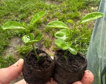 Plántula de naranjo dulce de 2,5 a 7,5 cm (1 a 3 pulgadas) – Planta joven de cítricos – Árbol frutal de cultivo propio – Mini plántula de cítricos – Para patio exterior